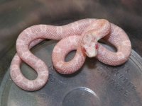 029 Snow het hypo-TS X JMG Coral - M - 9-2-12 - A.jpg