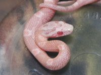 029 Snow het hypo-TS X JMG Coral - M - 9-2-12 - close up - B.jpg