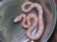 029 Snow het hypo-TS X JMG Coral - M - 9-2-12 - B.jpg