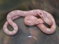 029 Snow het hypo-TS X JMG Coral - M - 9-2-12 - C.jpg