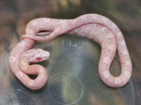 029 Snow het hypo-TS X JMG Coral - M - 9-2-12 - E.jpg