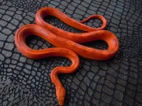 bloodred motley het anery stripe male 1 KS.jpg