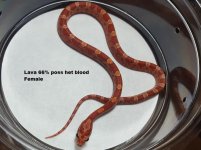 Lava poss het blood female.jpg