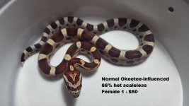 Okeetee 66 het scaleless F1.jpg