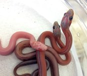 Snow Scaleless Tessera Small.jpg