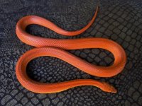 yearling striped tessera het anery diffused corn snake.jpg