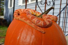 PumpkinSnake.jpg