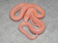 opal_stripe_corn_snake_800x600.jpg