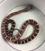 Cinder Scaleless Nov 16.JPG