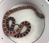 Cinder Scaleless 2 Nov 16.JPG