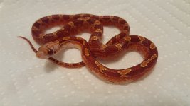 Hypo pied low exp m1.jpg