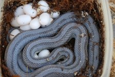 Striped Blue with eggs.JPG