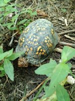 nature_walk_turtle_7_11_16__1468271545_93452.jpg