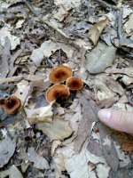 nature_walk_tiny_mushrooms_7_11_16__1468271645_21584.jpg