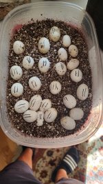 snake eggs_170858.jpg