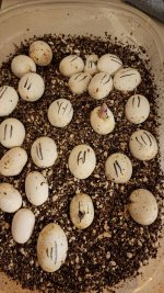 Snake eggs hatching 20240805_061707.jpg