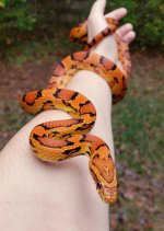 Okeetee Corn Snake handling.jpg