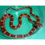 Okeetee-CornSnake.jpg