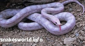 lavender-corn-snake-1536x840.jpg