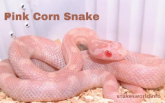 Pink-snake-1024x640.png