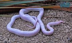 blue coral snake