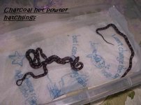 charcoal het pewter hatchlings.JPG