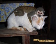 monkey cat.jpg