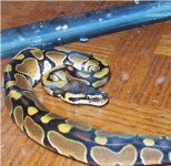 ball python 2.JPG