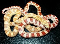 Corn Snakes.jpg