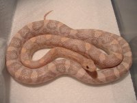 hypo lavender male cbb 2002.jpg