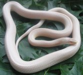 snowlavendercornsnake.jpg