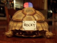 Rocky, Resized.jpg