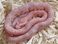 pink snow post shed.jpg