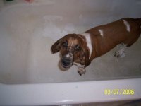 bathtimedaisy.jpg