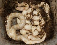 050206 corina eggs (1).JPG