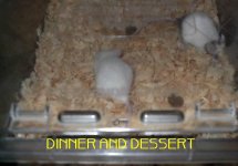 dinner and dessert2.jpg