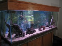 eBay & Fish Tank 017.jpg