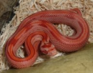 DSCF1141-CornSnake1-edt1.jpg