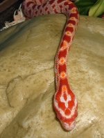 DSCF1138-CornSnake2.jpg