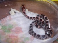 1st shed Normal Het. Charcoal pos. Amel.JPG