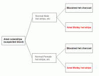 AmelMotleyHetStripe.GIF