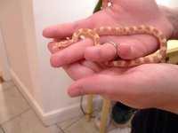 My Butter Corn Snake.jpg