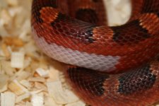 IMG_3755_closeup.jpg