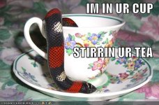 IMINURCUPSTI128434234825740095.jpg