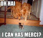 lolcatsdotcom9r5uee7wrqb27a17.jpg