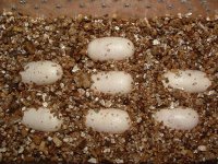 Forum Ruby's 7 eggs 002.jpg