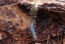 centipede2.jpg