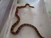 snakey1-2.jpg