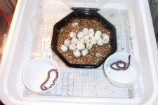 snakes and eggs - Copy.jpg