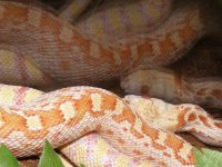 albino gopher snake.jpg